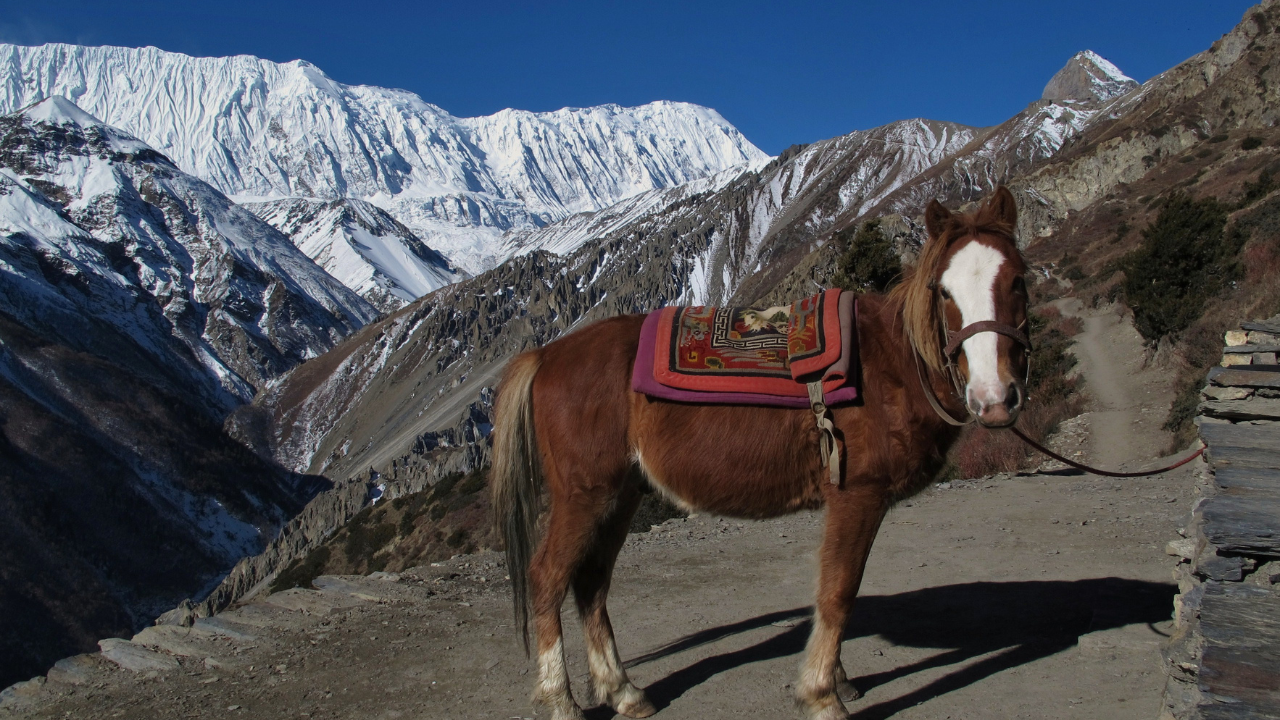 Tilicho Lake Trek